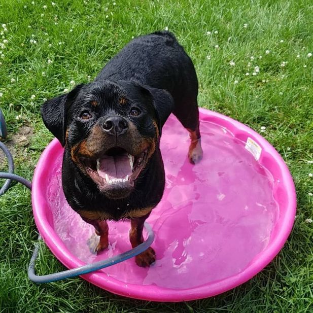 Jessie & Luna - getting wet in a tiny pool. dog in tiny pool.